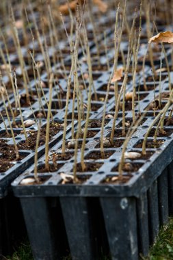Yakın plan, yeşil bulanık arka planda büyüyen tohum ağacı. Eko Dünya Günü konsepti. Orman koruma kavramı. Ağaç dikme. Orman koruma kavramı