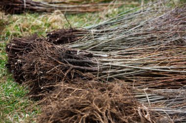Yakın plan, yeşil bulanık arka planda büyüyen tohum ağacı. Eko Dünya Günü konsepti. Orman koruma kavramı. Ağaç dikme. Orman koruma kavramı
