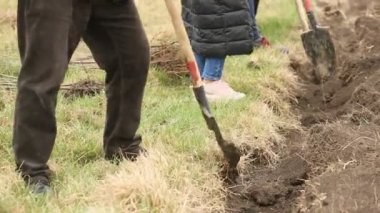 Siyah plastik konteynırlarda bir sıra fidan ve bir tanesi toprağa ekiliyor. Toprak yığınına küçük bir ağaç ekiliyor. Orman koruma kavramı.