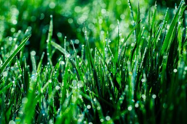 Çimlerde sabah çiği. Yüzeyin derinliği. Çiyli yeşil çimenler çok yakın. Seçici odaklı doğal arkaplan.