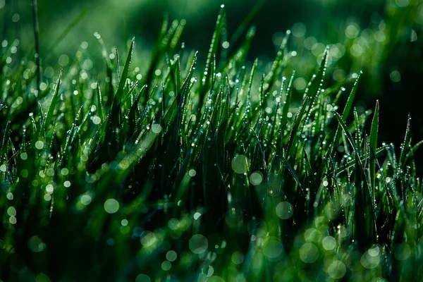 Утренняя Роса Траве Мелкая Глубина Резкости Зеленая Трава Капли Росы — стоковое фото