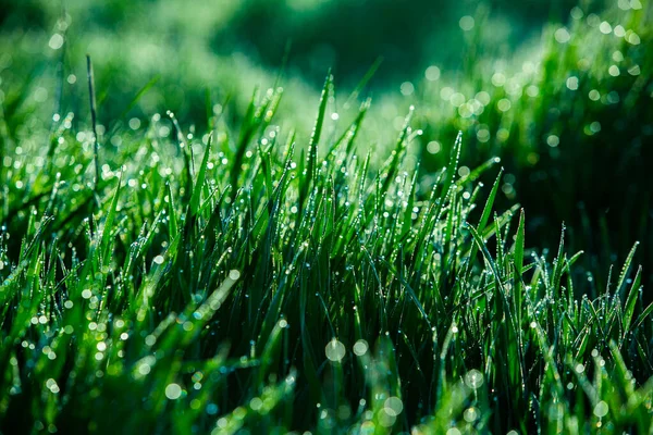Morning Dew Grass Shallow Depth Field Green Grass Dew Drops — Stock Photo, Image