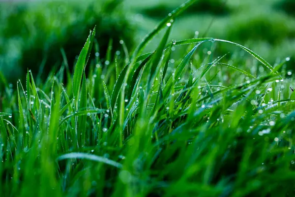 Утренняя Роса Траве Мелкая Глубина Резкости Зеленая Трава Капли Росы — стоковое фото
