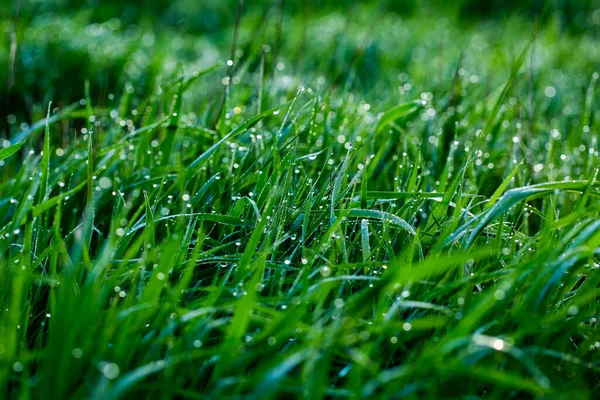 清晨露珠洒在草地上 地面的浅水区 露水滴在近处 具有选择性重点的自然背景 — 图库照片