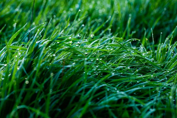 Morning Dew Grass Shallow Depth Field Green Grass Dew Drops — Stock Photo, Image