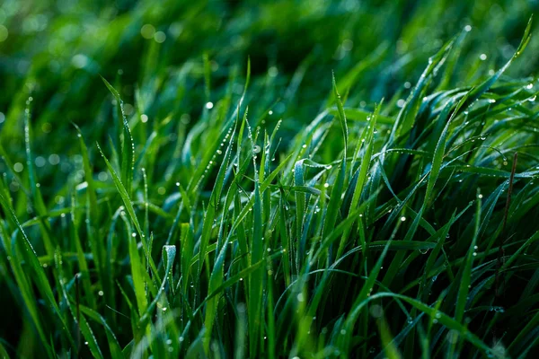 草の上の朝の露 フィールドの浅い深さ 露のある緑の草は閉じます 選択的フォーカスを持つ自然背景 — ストック写真