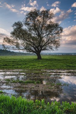 Pirinç tarlasında yalnız bir ağaç. Suda yansıması var. Gün batımında yeşil bir alanda büyük bir ağaç. Güzel bahar manzarası.