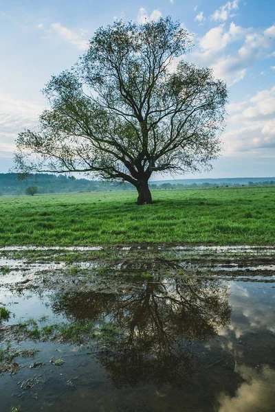 stock image Lonely tree in the rice field with reflection in water. Big tree in a green field at sunset. Beautiful spring landscape.