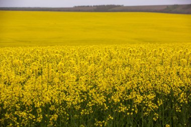 Sarı kolza tohumu tarlası. İlkbaharda açan kanola tarlası. Yeşil enerji için bitki. Biyoyakıt kolza tohumundan üretilir.