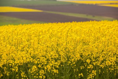 Sarı kolza tohumu tarlası. İlkbaharda açan kanola tarlası. Yeşil enerji için bitki. Biyoyakıt kolza tohumundan üretilir.