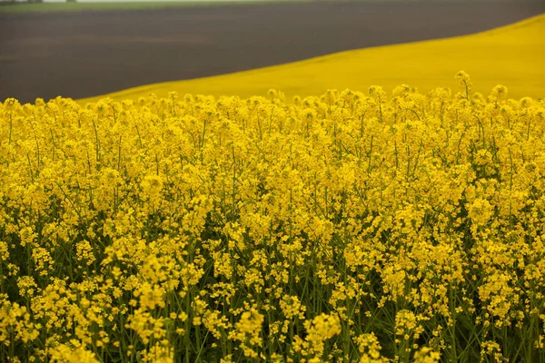 Рапсовое Поле Желтым Весной Цветет Рапсовое Поле Посадить Зеленую Энергетику — стоковое фото