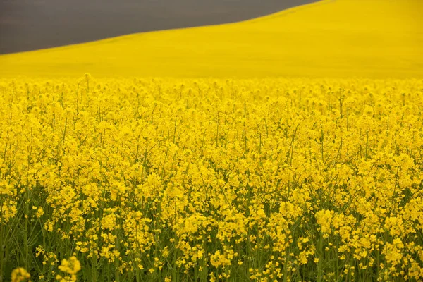Rapsfeld Mit Gelb Rapsfeld Voller Blüte Frühling Anlage Für Grüne — Stockfoto
