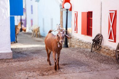 Köyün sokaklarında boynuzlu bir keçinin portresi. Kırsaldaki keçilerin mutlu yaşamı.