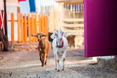 Köyün sokaklarında boynuzlu bir keçinin portresi. Kırsaldaki keçilerin mutlu yaşamı.