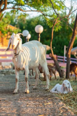 Köyün sokaklarında boynuzlu bir keçinin portresi. Kırsaldaki keçilerin mutlu yaşamı.