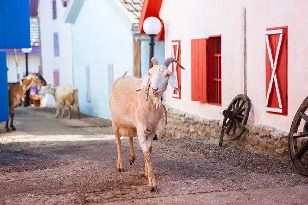 stock image Portrait of a goat with horns on the street in the village. The happy life of goats in the country