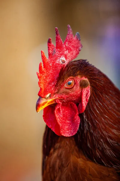 Portrait Rooster Red Comb His Head — Stock Photo, Image