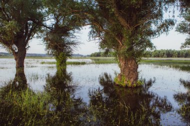 Ön planda ağaçlarla dolu su basmış bir çayırın manzarası. Küresel ısınma sonucu seli takip eden sudaki ağaçlar. 