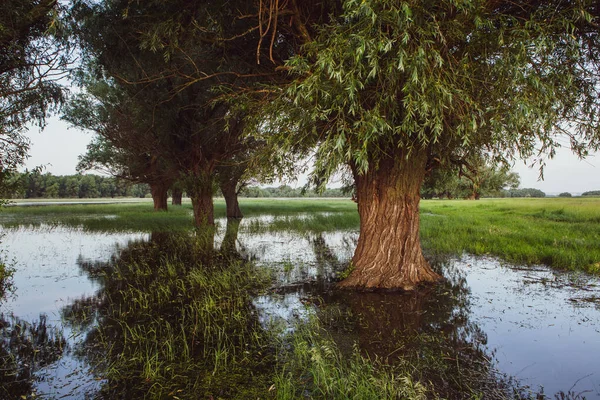 Landscape of a flooded meadow with trees in the foreground. Trees in the water following the flood as a result of global warming.
