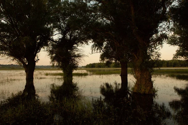 Krajobraz Zalanej Łąki Drzewami Pierwszym Planie Drzewa Wodzie Powodzi Wyniku — Zdjęcie stockowe