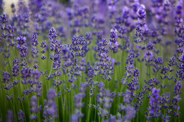 Fransa 'da günbatımının altında bir Provence Field' da çiçek açan lavanta çiçekleri. Kopya uzayı olan yumuşak odaklı mor lavanta çiçekleri. Yaz Sahnesi Arkaplanı.