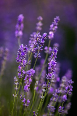 Fransa 'da günbatımının altında bir Provence Field' da çiçek açan lavanta çiçekleri. Kopya uzayı olan yumuşak odaklı mor lavanta çiçekleri. Yaz Sahnesi Arkaplanı.