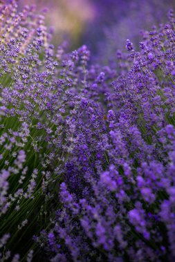 Fransa 'da günbatımının altında bir Provence Field' da çiçek açan lavanta çiçekleri. Kopya uzayı olan yumuşak odaklı mor lavanta çiçekleri. Yaz Sahnesi Arkaplanı.