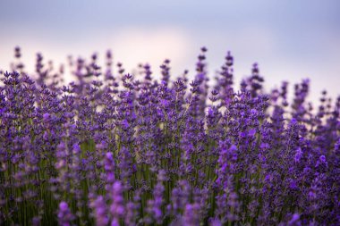 Fransa 'da günbatımının altında bir Provence Field' da çiçek açan lavanta çiçekleri. Kopya uzayı olan yumuşak odaklı mor lavanta çiçekleri. Yaz Sahnesi Arkaplanı.