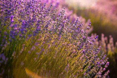 Fransa 'da günbatımının altında bir Provence Field' da çiçek açan lavanta çiçekleri. Kopya uzayı olan yumuşak odaklı mor lavanta çiçekleri. Yaz Sahnesi Arkaplanı.