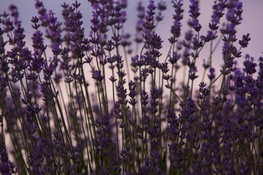 Fransa 'da günbatımının altında bir Provence Field' da çiçek açan lavanta çiçekleri. Kopya uzayı olan yumuşak odaklı mor lavanta çiçekleri. Yaz Sahnesi Arkaplanı.