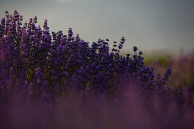 Fransa 'da günbatımının altında bir Provence Field' da çiçek açan lavanta çiçekleri. Kopya uzayı olan yumuşak odaklı mor lavanta çiçekleri. Yaz Sahnesi Arkaplanı.