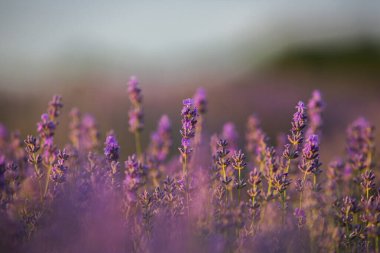 Fransa 'da günbatımının altında bir Provence Field' da çiçek açan lavanta çiçekleri. Kopya uzayı olan yumuşak odaklı mor lavanta çiçekleri. Yaz Sahnesi Arkaplanı.