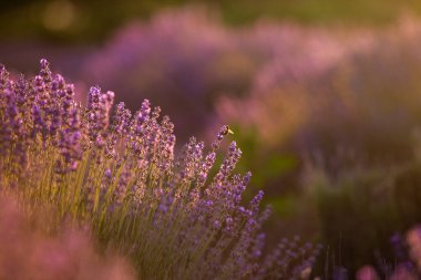 Fransa 'da günbatımının altında bir Provence Field' da çiçek açan lavanta çiçekleri. Kopya uzayı olan yumuşak odaklı mor lavanta çiçekleri. Yaz Sahnesi Arkaplanı.