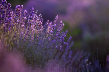 Fransa 'da günbatımının altında bir Provence Field' da çiçek açan lavanta çiçekleri. Kopya uzayı olan yumuşak odaklı mor lavanta çiçekleri. Yaz Sahnesi Arkaplanı.