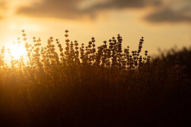 Fransa 'da günbatımının altında bir Provence Field' da çiçek açan lavanta çiçekleri. Kopya uzayı olan yumuşak odaklı mor lavanta çiçekleri. Yaz Sahnesi Arkaplanı.