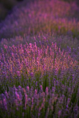 Fransa 'da günbatımının altında bir Provence Field' da çiçek açan lavanta çiçekleri. Kopya uzayı olan yumuşak odaklı mor lavanta çiçekleri. Yaz Sahnesi Arkaplanı.