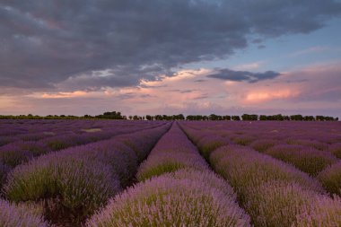 Fransa 'da günbatımının altında bir Provence Field' da çiçek açan lavanta çiçekleri. Kopya uzayı olan yumuşak odaklı mor lavanta çiçekleri. Yaz Sahnesi Arkaplanı.