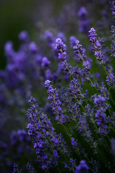 Virágzó Levendula Virágok Egy Provence Mezőn Naplemente Alatt Fény Franciaországban — Stock Fotó