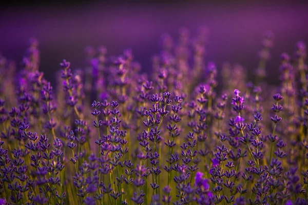 Blooming Lavender Flowers Provence Field Sunset Light France Soft Focused — Stock Photo, Image