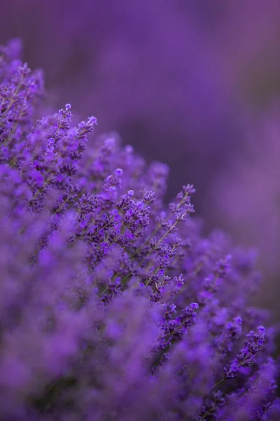 Blooming Lavender Flowers Provence Field Sunset Light Frankrike Myk Fokuserte – stockfoto