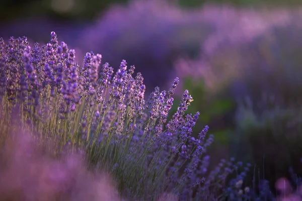 在法国 在夕阳西下的普罗旺斯田野盛开的薰衣草花 柔和的紫色薰衣草花 有复制空间 夏景背景 — 图库照片