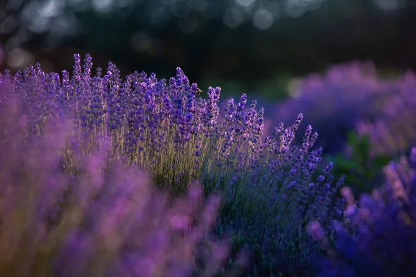 Kwitnące Kwiaty Lawendy Polu Prowansji Pod Zachodem Słońca Francji Soft — Zdjęcie stockowe