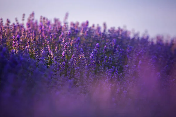 フランスのサンセットライトの下で プロバンスフィールドにラベンダーの花を咲かせます コピースペースの柔らかい焦点を当てたパープルラベンダーの花 夏の風景背景 — ストック写真