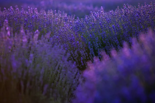 Bloeiende Lavendel Bloemen Een Provence Veld Onder Zonsondergang Licht Frankrijk — Stockfoto