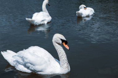 Parktaki gölde yüzen güzel beyaz kuğular..