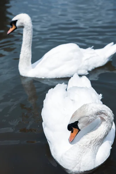 Красивые Белые Лебеди Купающиеся Озере Парке — стоковое фото