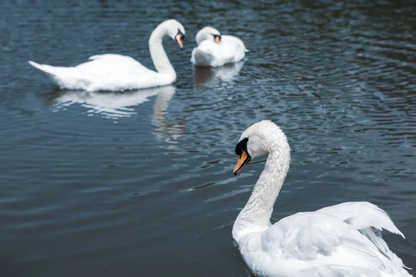 Schöne Weiße Schwäne Schwimmen Auf Einem See Park — Stockfoto