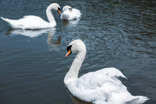 Красивые Белые Лебеди Купающиеся Озере Парке — стоковое фото