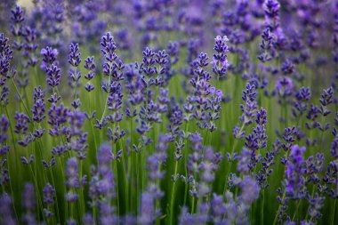 Fransa 'da günbatımının altında bir Provence Field' da çiçek açan lavanta çiçekleri. Kopya uzayı olan yumuşak odaklı mor lavanta çiçekleri. Yaz Sahnesi Arkaplanı.