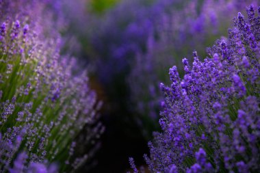 Fransa 'da günbatımının altında bir Provence Field' da çiçek açan lavanta çiçekleri. Kopya uzayı olan yumuşak odaklı mor lavanta çiçekleri. Yaz Sahnesi Arkaplanı.